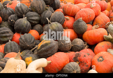 Tas de citrouilles et de courges Banque D'Images