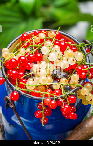 La collecte des fruits de cassis sauvage fraîchement Banque D'Images