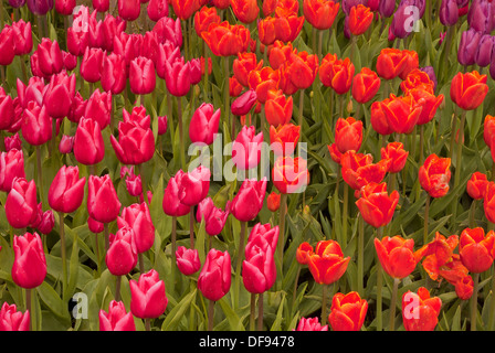 WASHINGTON - Tulipe fleurir dans un jardin d'affichage à l'ampoule RoozenGaarde ferme dans la vallée de la Skagit près de Mount Vernon. Banque D'Images