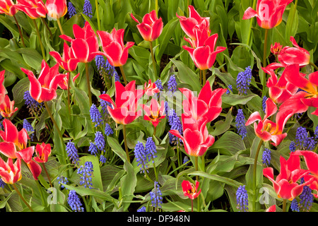 Tulipes et jacinthes fleurissent dans un jardin d'affichage à l'ampoule RoozenGaarde ferme dans la vallée de la rivière Skagit, près de Mount Vernon. Banque D'Images