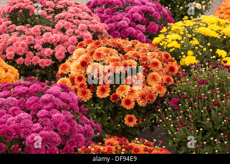 Variété de chrysanthèmes en pot Banque D'Images