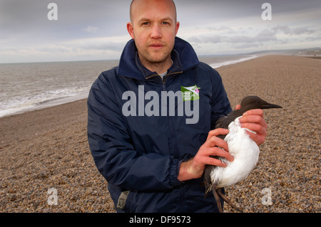 Catastrophe de pollution sur la côte sud de l'Angleterre , où des oiseaux morts sont trouvés sur Chesil Beach, Dorset et nettoyés au centre de Hatch Ouest de la RSPCA. Banque D'Images