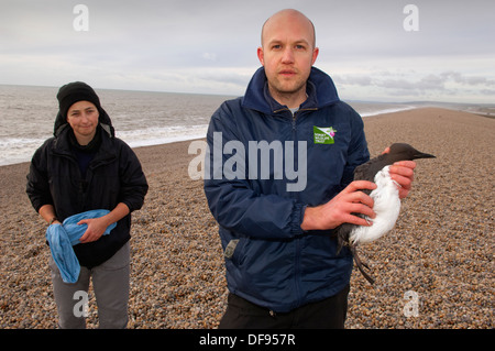 Catastrophe de pollution sur la côte sud de l'Angleterre , où des oiseaux morts sont trouvés sur Chesil Beach, Dorset et nettoyés au centre de Hatch Ouest de la RSPCA. Banque D'Images