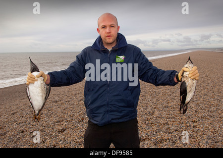 Catastrophe de pollution sur la côte sud de l'Angleterre , où des oiseaux morts sont trouvés sur Chesil Beach, Dorset et nettoyés au centre de Hatch Ouest de la RSPCA. Banque D'Images