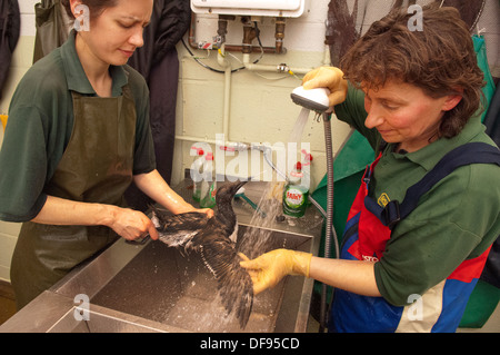 Catastrophe de pollution sur la côte sud de l'Angleterre , où des oiseaux morts sont trouvés sur Chesil Beach, Dorset et nettoyés au centre de Hatch Ouest de la RSPCA. Banque D'Images