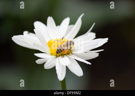 Une abeille sur une politique commune de Daisy Banque D'Images