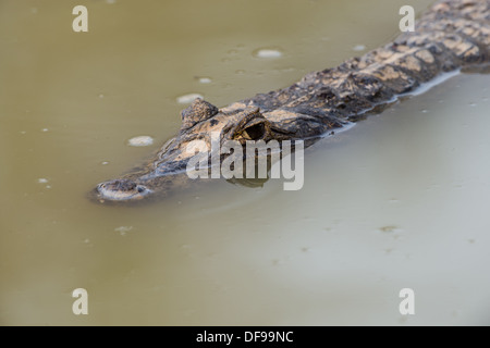 Stock photo d'un caïman à lunettes se reposant dans l'eau, Pantanal, Brésil. Banque D'Images