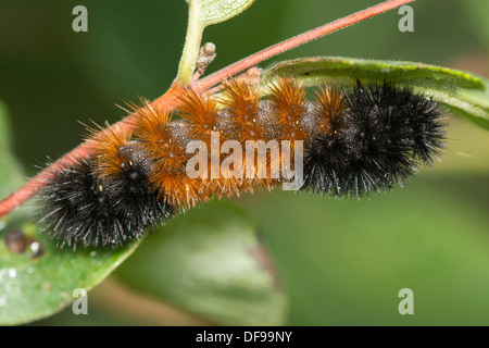 Caterpillar Ours laineux Banque D'Images