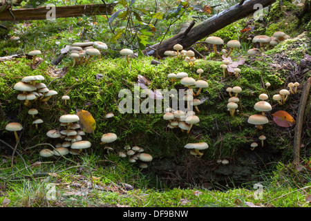 Touffes de soufre, Hypholoma fasciculare Banque D'Images