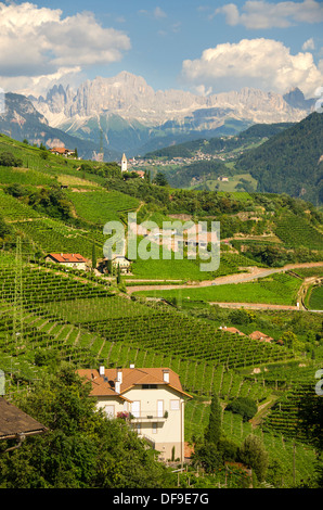 Vignes en face de la gamme de montagne Dolomites Tyrol du Sud, Bolzano, Italie, Europe, Banque D'Images