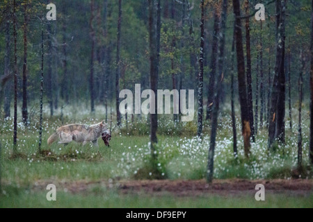 Un loup femelle portant un morceau de viande Banque D'Images