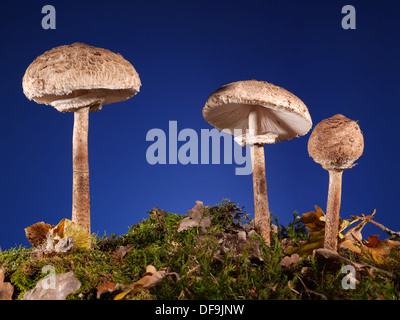 Trois champignons champignon Parasol poussant dans la forêt Banque D'Images