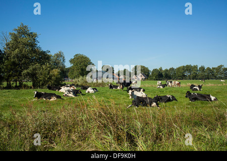 Paysage typiquement hollandais avec une ferme et vaches dans les pâturages Banque D'Images