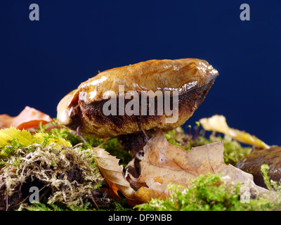 Suillus luteus tourné sur fond bleu foncé Banque D'Images