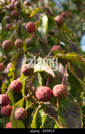 Extrêmement rare presque exotiques à la rose rouge fruits fruits de cornouiller kousa tree sorte de comme framboise Banque D'Images