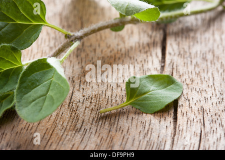 Branche d'origan frais avec une feuille sur la table en bois close-up Banque D'Images