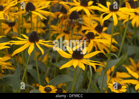 Rudbeckia laciniata Herbstsonne Black Eyed Susan en plein soleil Banque D'Images