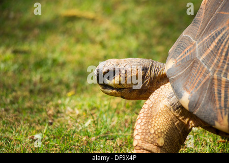 Un gros plan d'une Tortue rayonnée (Portrait) Banque D'Images