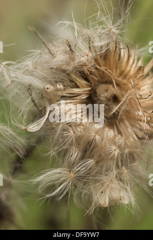 Close up detail et la texture vu dans un spear thistle seed tête avec des groupes de semences soufflées et distribué par le vent Banque D'Images