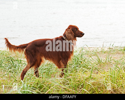 La chasse setter irlandais debout dans l'herbe. La chasse d'automne. Banque D'Images