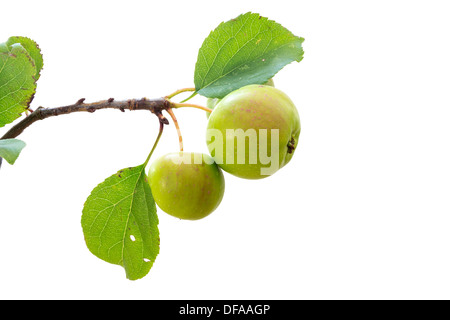 Coupé de POMMIER Malus sylvestris fruit sur la branche UK Banque D'Images