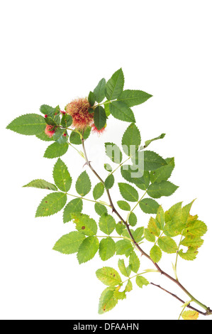 Dog Rose rosa canina avec feuillage d'automne en lambeaux et Robin's Pincushion Galles UK Banque D'Images
