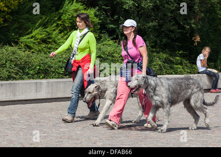 La Marche des femmes loup irlandais hounds en dehors de Copenhague Danemark Banque D'Images