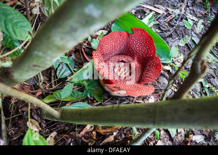 Rafflesia. La plus grande fleur du monde. Banque D'Images