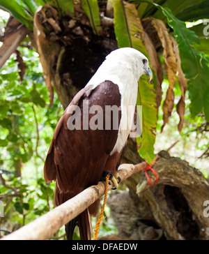 Brahminy Kite. L'aigle de mer rouge Banque D'Images