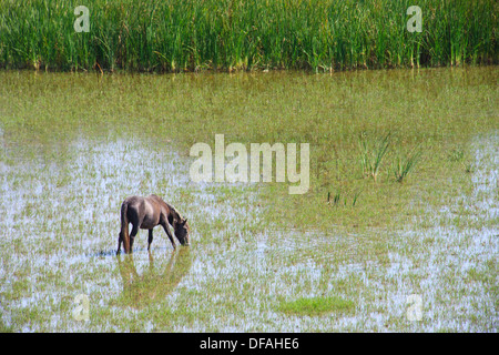 Un cheval de Camargue le pâturage dans les zones humides de l'Aiguamolls de l'Emporda Parc Naturel, en Catalogne, Espagne. Banque D'Images
