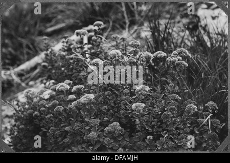 Cette image montre Spiraea Densiflora, une espèce d'arbuste à fleurs connue pour ses grappes denses de petites fleurs blanches. Il est originaire de certaines parties de l'Asie et est couramment utilisé dans le jardinage ornemental. Banque D'Images