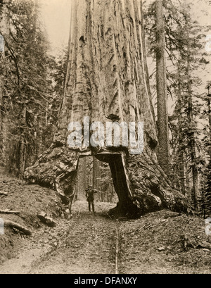 Wawona, 'un' en séquoia géant du Yosemite Mariposa Grove, Californie, vers 1890. Photographie Banque D'Images