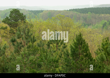 La liberté Hills spring forest, de la Natchez Trace dans l'Alabama. Photographie numérique Banque D'Images