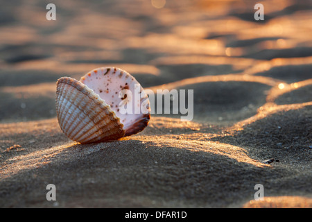 Common / coque (Cerastoderma edule comestibles / Cardium edule) coquillages sur plage le long de la côte de la mer du Nord Banque D'Images