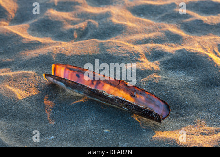 Atlantic jackknife clam (Ensis Ensis directus / americanus) sur plage le long de la côte de la mer du Nord Banque D'Images