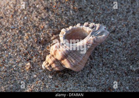 Sting européenne winkle / forage / huître (Murex Ocenebra erinacea) sur plage le long de la côte de la mer du Nord Banque D'Images