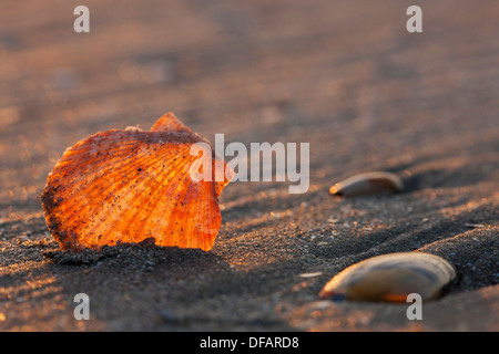 Pétoncle Aequipecten Queen (partie operculaire) shell sur plage le long de la côte de la mer du Nord Banque D'Images