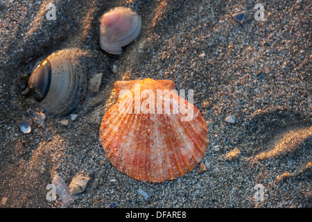 Pétoncle Aequipecten Queen (partie operculaire) shell sur plage le long de la côte de la mer du Nord Banque D'Images