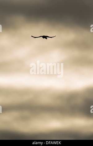 La silhouette du Kestrel planant au-dessus de proies dans le coucher du soleil et nuages Banque D'Images