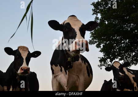 Troupeau de vaches. Banque D'Images