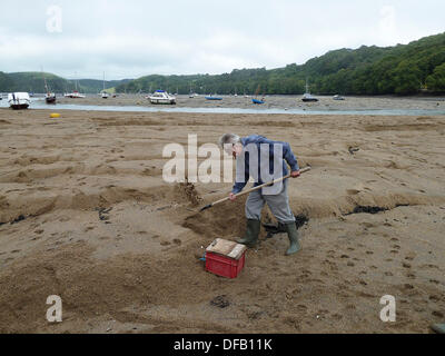 Golant, Cornwall, UK. 1er octobre 2013. La récolte de la mer d'automne..... Un homme creuse pour l'anguille de sable à marée basse sur la rivière Fowey, Cornwall Golant dans. D'août à la fin octobre les conditions sont bonnes pour récolter le poisson qui est une espèce d'une anguille qui souvent prendre plus de poissons que tous les autres appâts, en particulier du bar. 1er octobre 2013. Crédit : John Robertson/Alamy Live News Banque D'Images