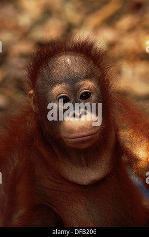 Sanctuaire d'orang-outan Wanariset Samboja, Kalimantan menacée par les incendies de forêts, l'Indonésie Banque D'Images