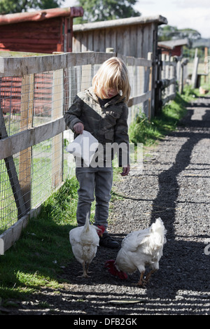 Jeune garçon, âgé de quatre ans, nourrit les poulets Banque D'Images