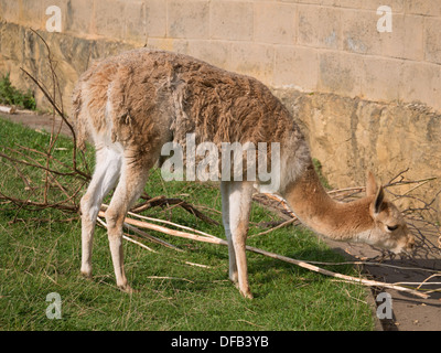 Lama à le zoo de Twycross, Tamworth, Royaume-Uni. Banque D'Images