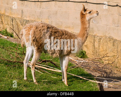 Lama à le zoo de Twycross, Tamworth, Royaume-Uni. Banque D'Images