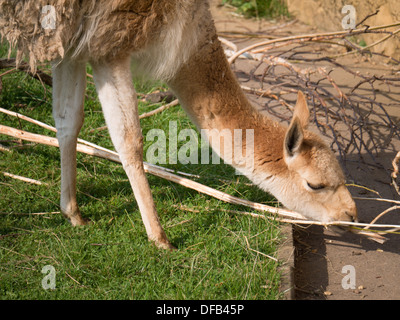 Lama à le zoo de Twycross, Tamworth, Royaume-Uni. Banque D'Images