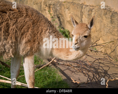 Lama à le zoo de Twycross, Tamworth, Royaume-Uni. Banque D'Images