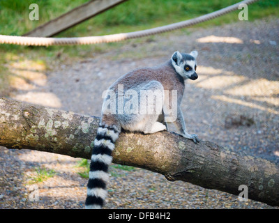 Untitled Document Un Anneau (Lemur catta) au zoo de Twycross, Tamworth, Royaume-Uni. Banque D'Images