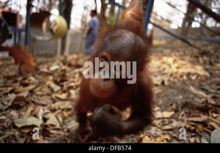 Sanctuaire d'orang-outan Wanariset Samboja, Kalimantan menacée par les incendies de forêts, l'Indonésie Banque D'Images