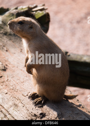 Un chien de prairie à queue noire (Cynomys ludovicianus) au zoo de Twycross, Tamworth, Royaume-Uni. Banque D'Images